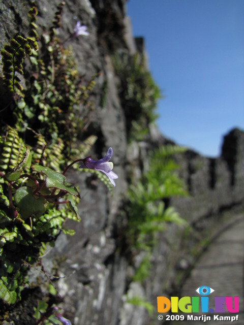 SX09291 Tiny flower of Ivy-leaved Toadflax (Cymbalaria muralis) on wall of Restomel Castle